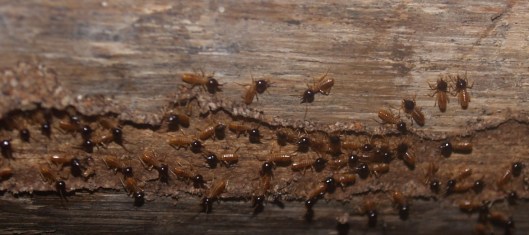 Cupim (termites)