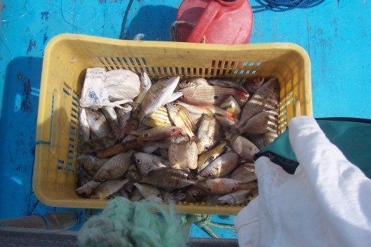 Some of our catch