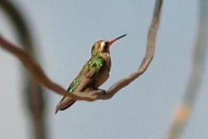 P9214498 (Modified) P9214498 (Modified)