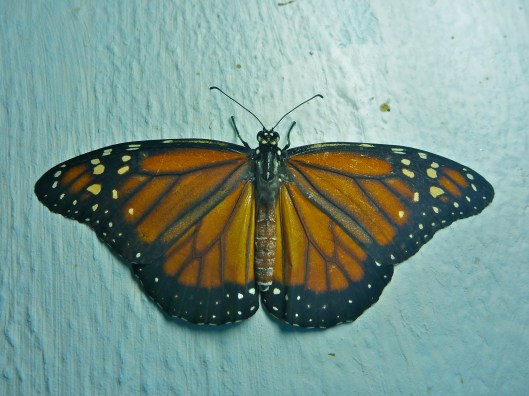 Monarch Butterfly