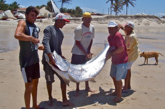 Cumuripim / Tarpon