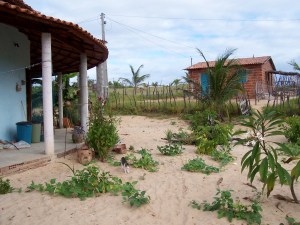 First steps in the garden
