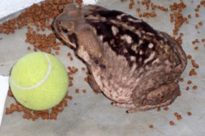 House toad, having upset the bowl of cat food, it was having a feast.