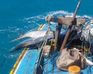 Two camuripim lashed to the deck of Neu's jangada.
