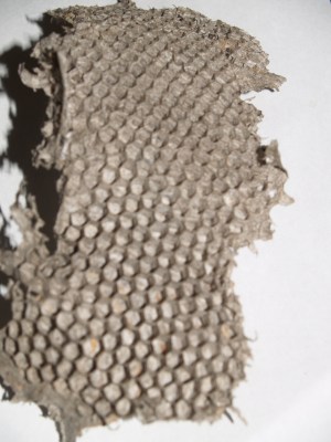 A piece of the paper mache type material the wasps construct their homes from