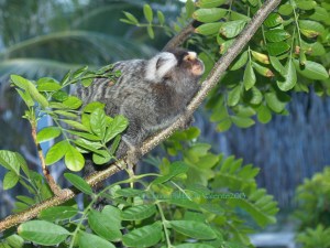 Soim, Common Marmoset, Callithrix jacchus