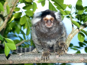 Soim, Common Marmoset, Callithrix jacchus