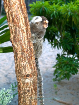 Soim, Common Marmoset, Callithrix jacchus
