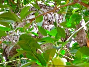 A large wasp nest hidden in a lime tree