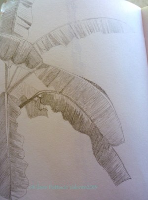 Banana leaves. Folhas de bananeira