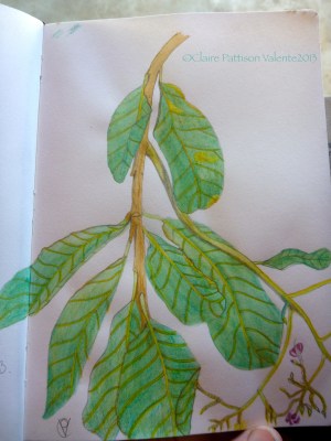 Flowers and leaves of the cashew. Flores de caju e folhas