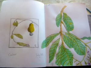 Cashew fruit and leaves. Caju e folhas