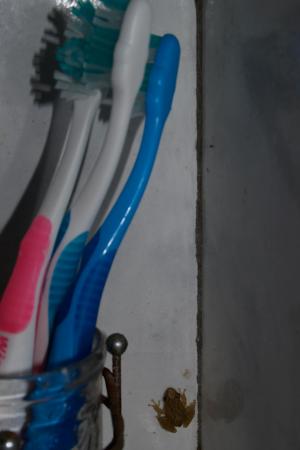 One of the frogs who go Ping!