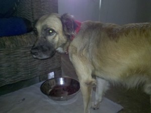 2012-06-29_15-06-14_537