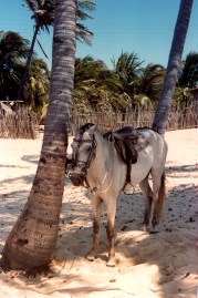 Resting in the shade