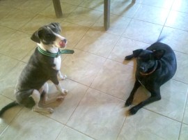 Totti and Xadi post operative.