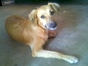 Cayla, our wall jumper