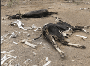Dead cattle litter the parched ground in the worst drought in the North East for 60 years. Photo credit unknown.