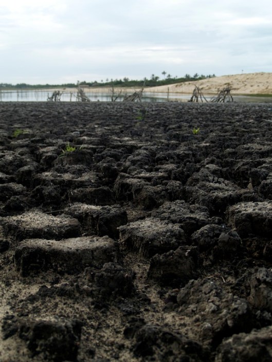 Lagoa Jardim, old forest exposed