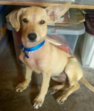 Star, in her glitter from the dog grooming service