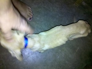 After 4 days refusing to eat.