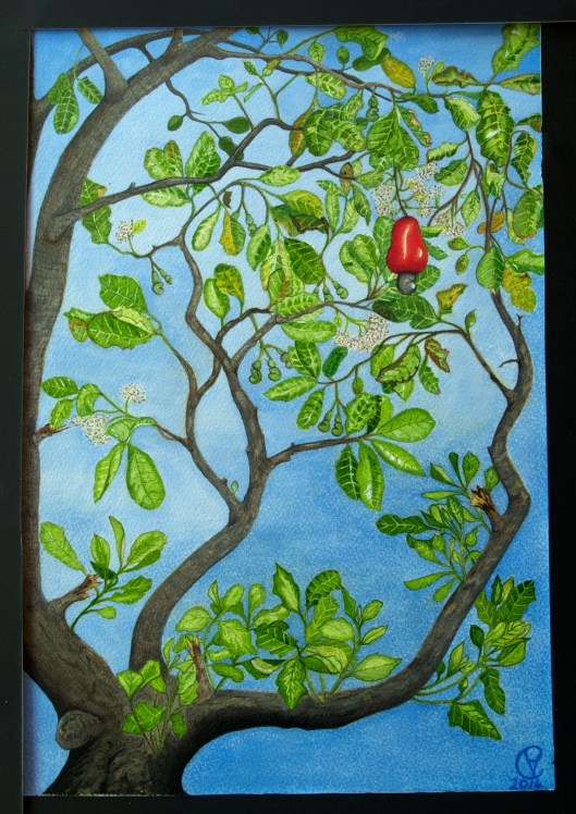 O Primeiro Caju The First Cashew