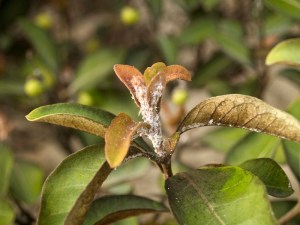 Murici with pest attack