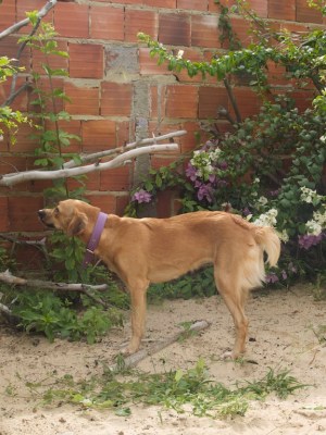 Cayla is not a big dog but she's a big jumper