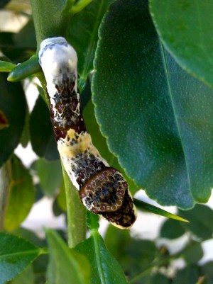 Bird poo caterpiller 