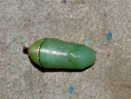 The chrysalis of the monarch butterfly is so delicate, a little jewel