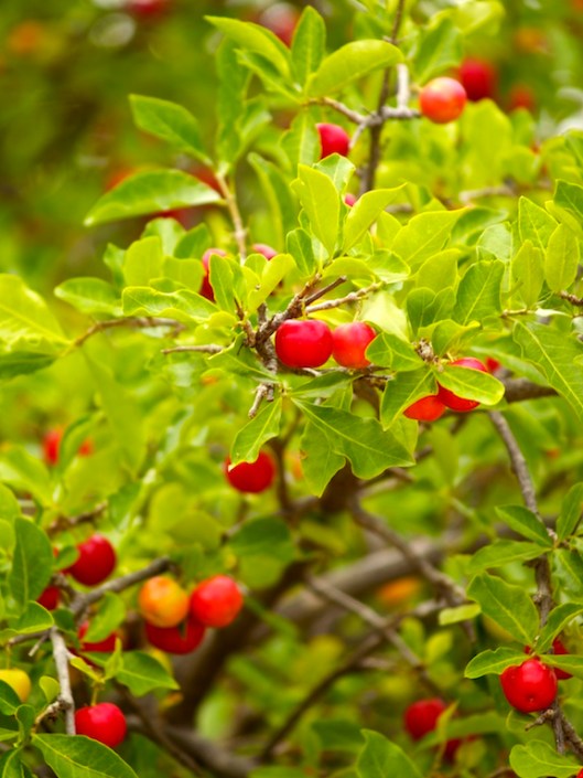 Acerola Malpighia emarginata