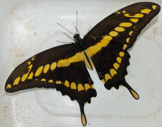 The Giant Swallowtail Butterfly