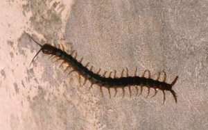 Piolho-de-cobra Giant centipede