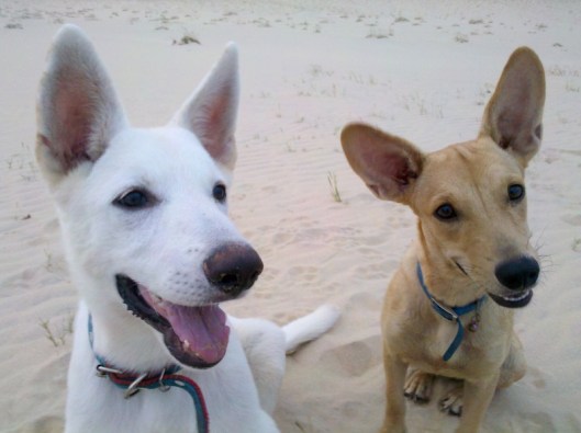 Skahpolo and Star. Who's got the biggest ears then?