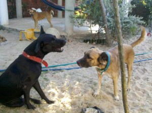 Totti telling Billy to bugger off