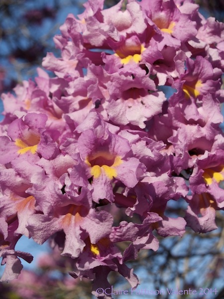Pau D' Arco flower clusters