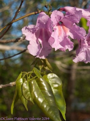 Putting out new leaves just before the flowers fall