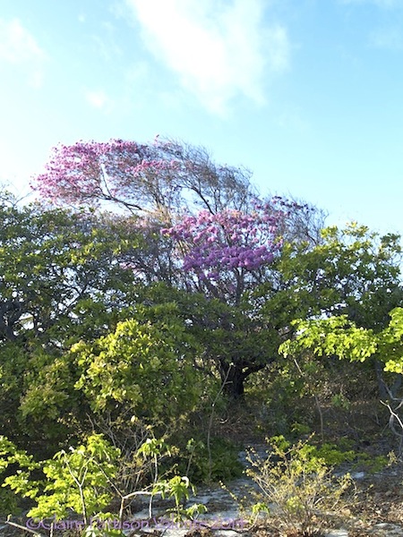 An older tree showing the effects of the prevailing wind