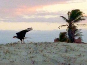 Southern crested caracara (Caracara plancus) about to take off