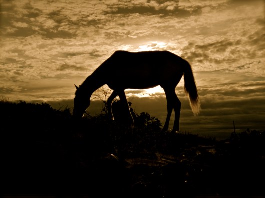 My beautiful rescued horse Mister