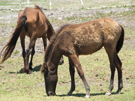 Wild horse and foal