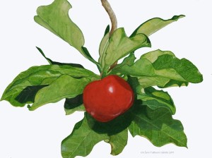 Acerola