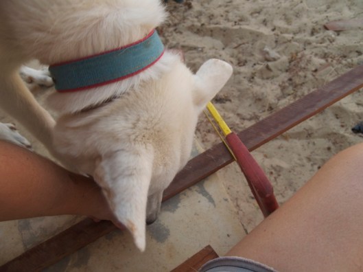 sawing a bit of wood