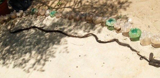 Coconut tree root that was running up the drain pipe.