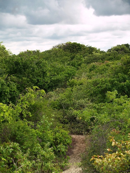Coming down from the dunes into the relative cool of the forest