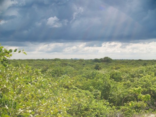 The forest looking lush and green after the recent rains