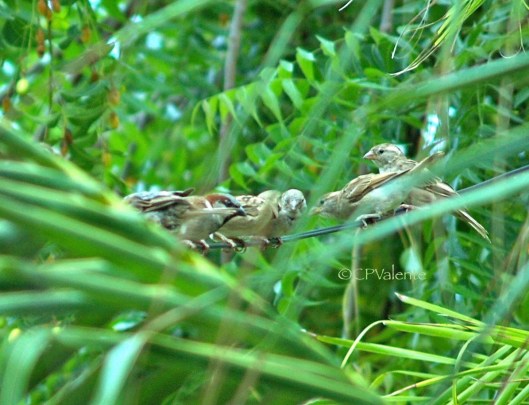 Sparrows having a natter