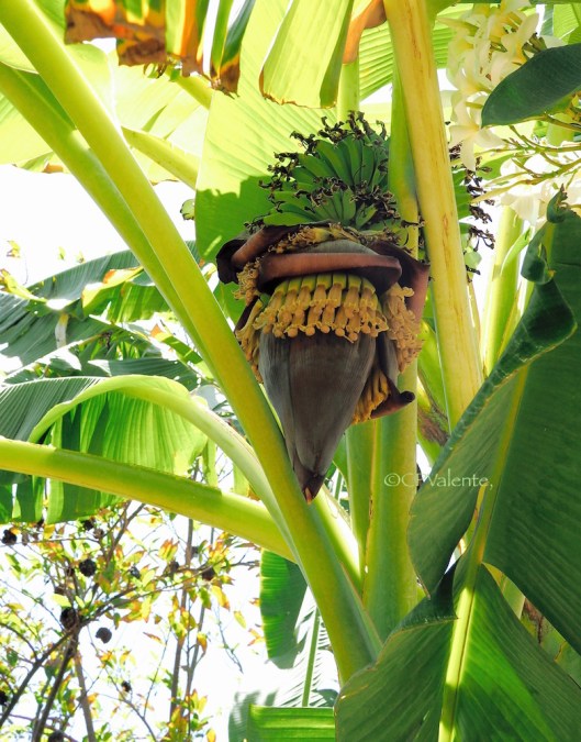 Baby bananas and flower