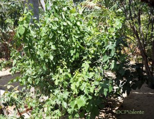 One of the several mulberry bushes, how I love mulberries