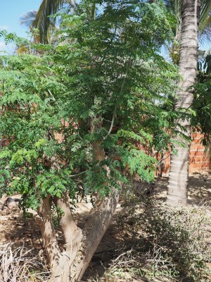 Moringa trees, fast growing green manure